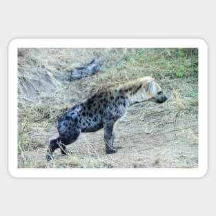 Juvenile Hyena Cub Sticker